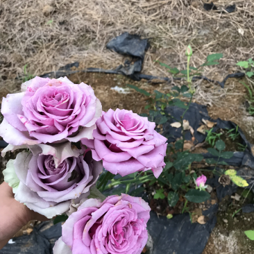玫瑰花月季花用地特价处理