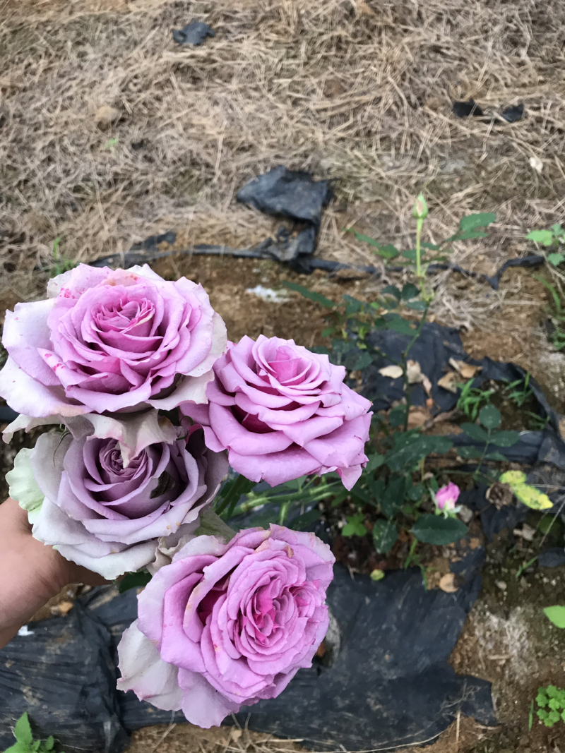 玫瑰花月季花用地特价处理
