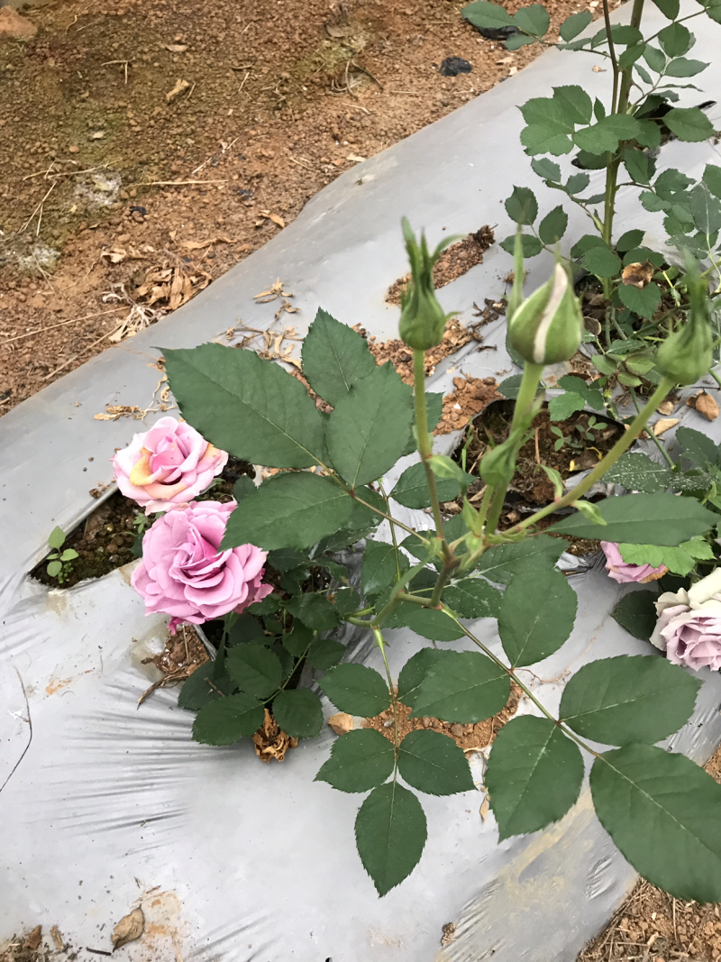 玫瑰花月季花用地特价处理