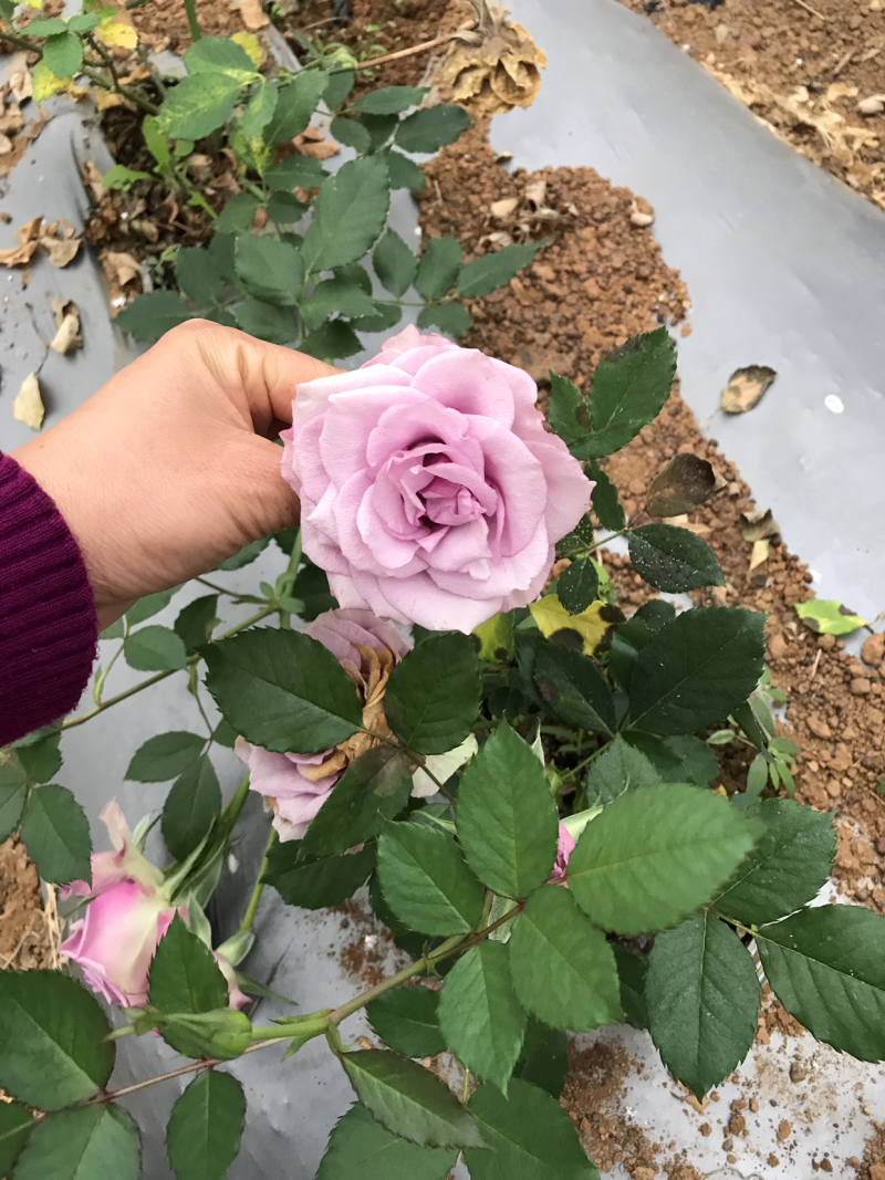 玫瑰花月季花用地特价处理