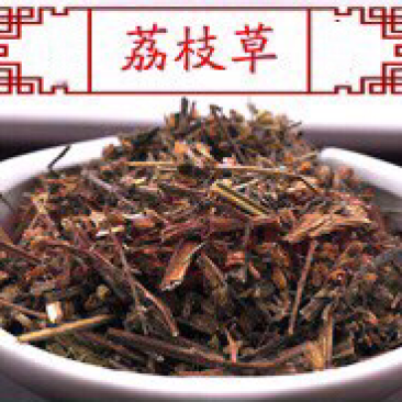 荔枝草