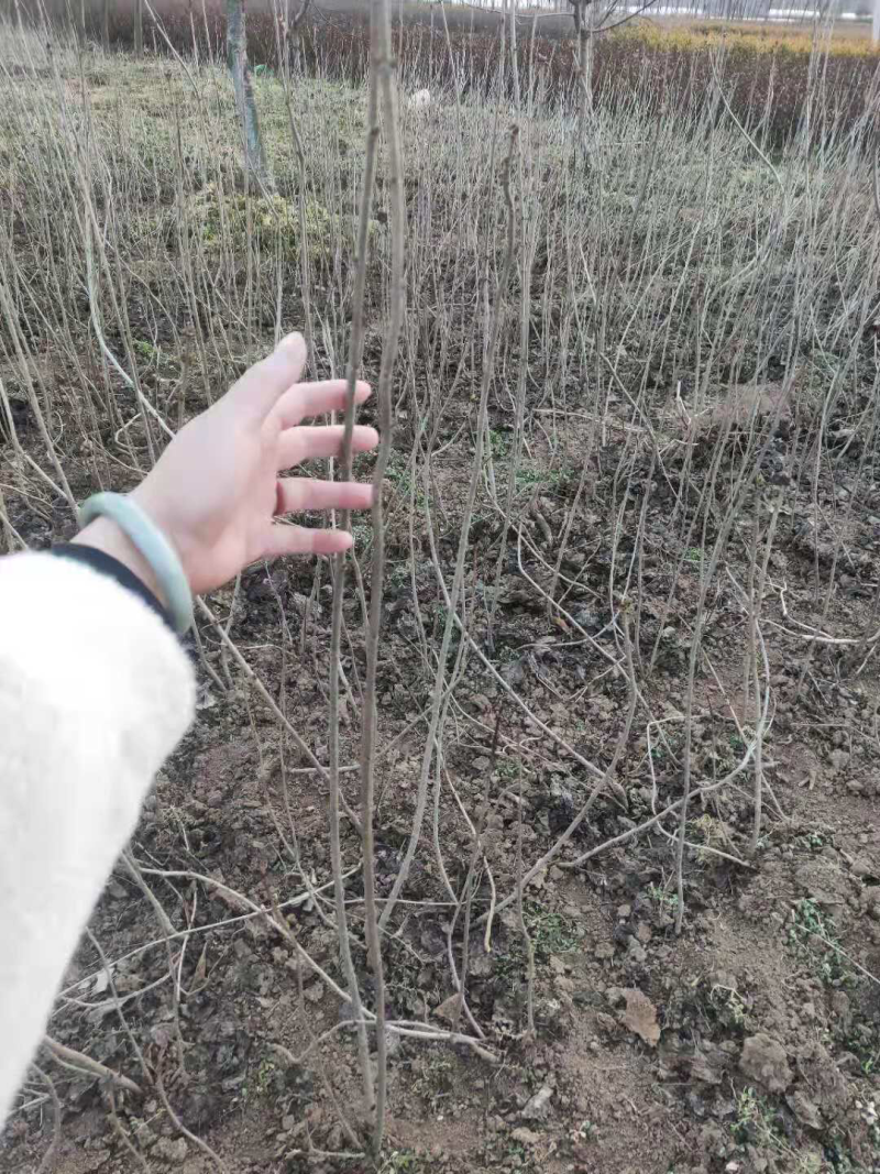 丁香花苗紫丁香树苗庭院绿化苗木大小苗都有