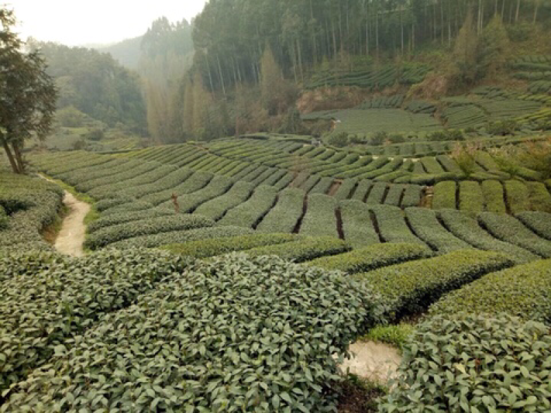 雀舌2019新茶高山绿茶厂家直销支持一件代发