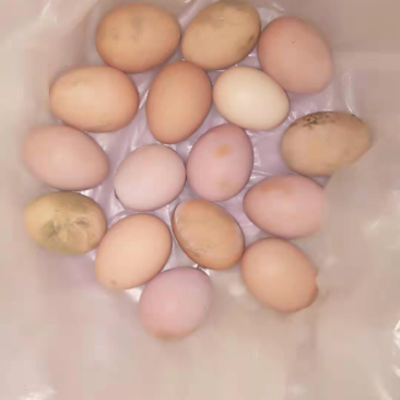 散养鸡于蛋