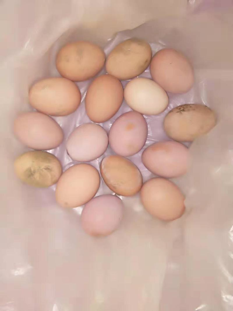 散养鸡于蛋