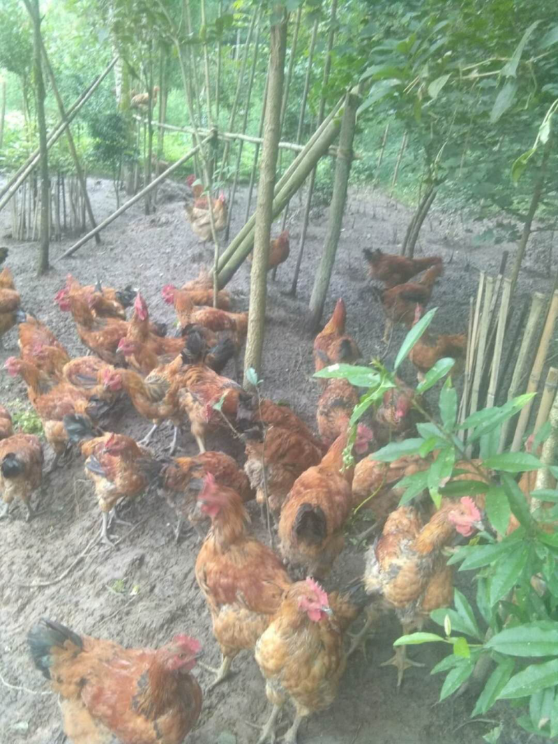散养鸡于蛋