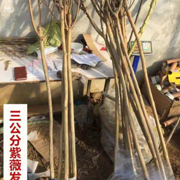 紫薇苗绿化工程苗道路两旁树木2-3公分