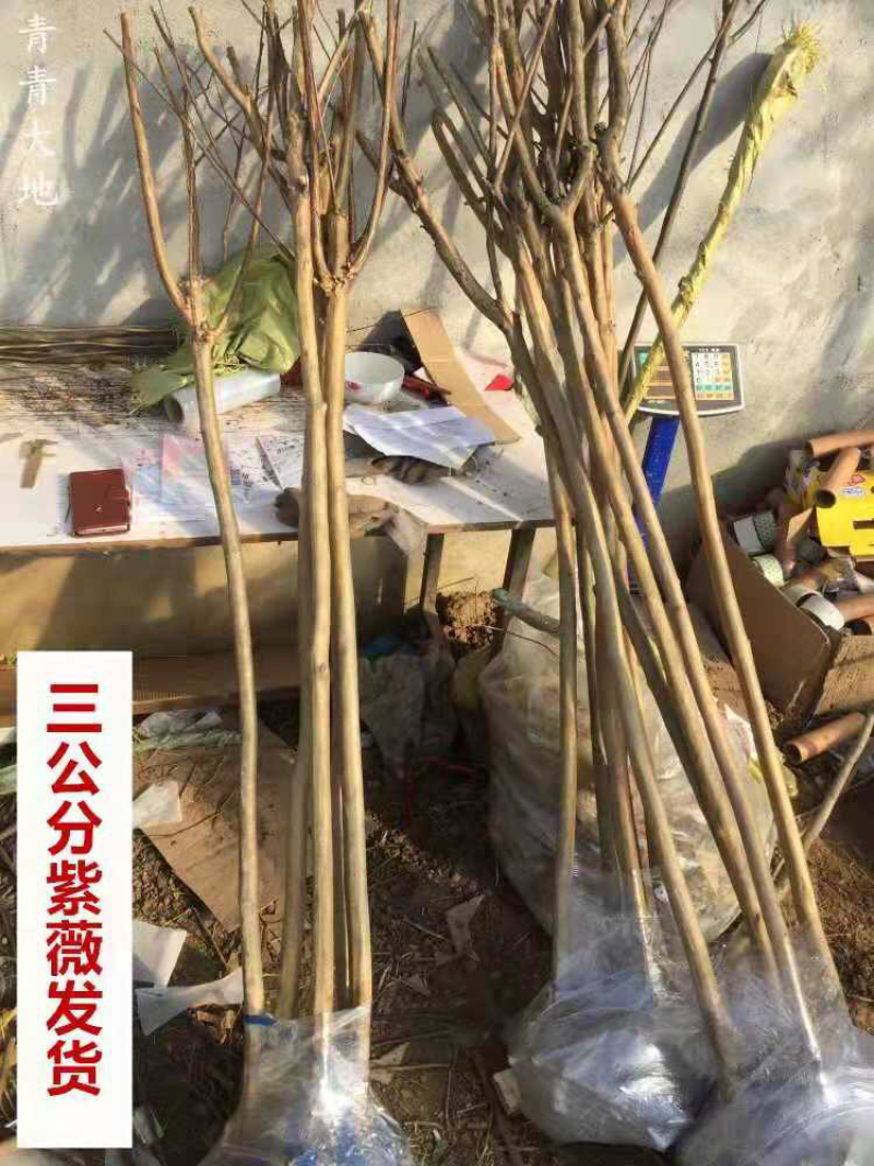 紫薇苗绿化工程苗道路两旁树木2-3公分