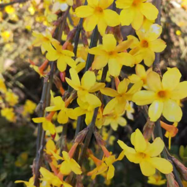 迎春花苗报春花苗绿化工程苗