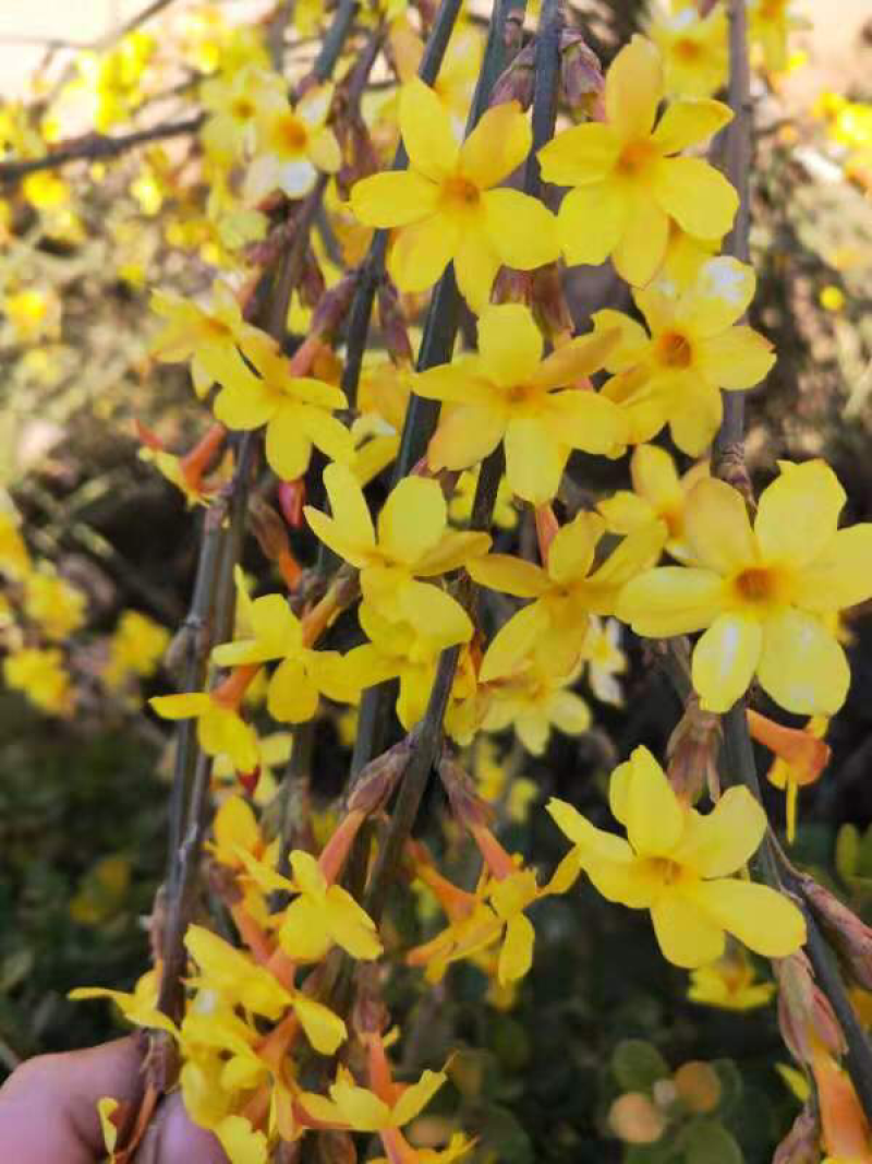 迎春花苗报春花苗绿化工程苗