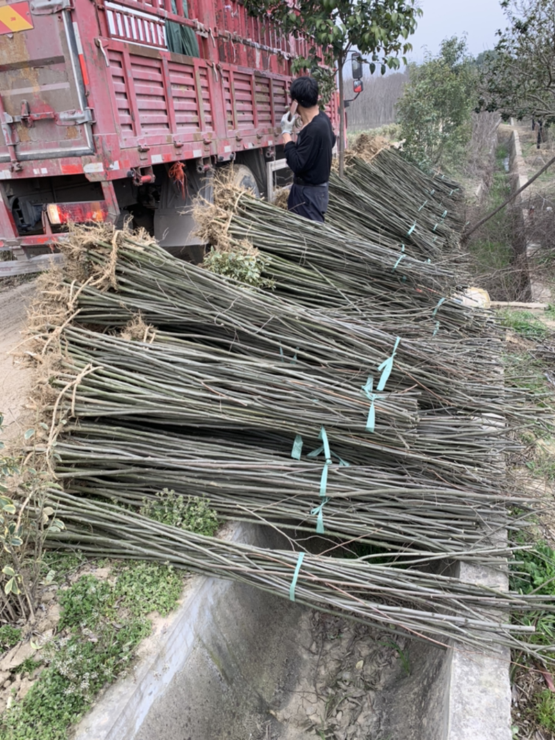 榉树，红榉，各规格榉树，1_3年苗，当年小苗，5.6.7