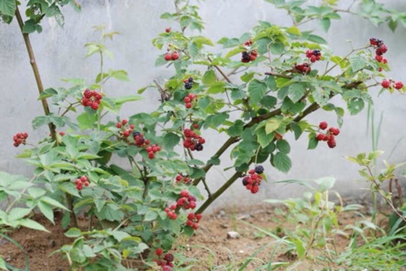 树莓树苗当年结果苗基地直销南北方种植室外
