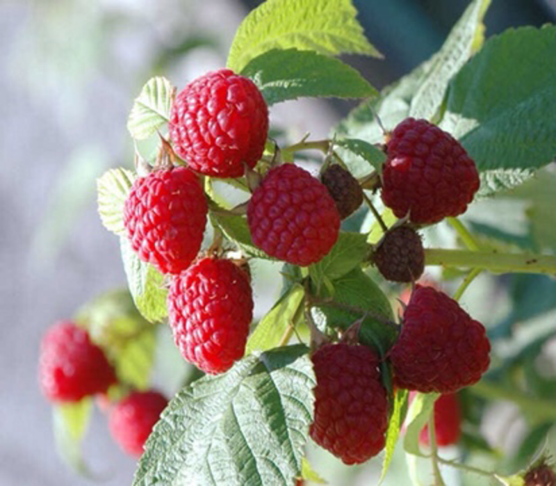树莓树苗当年结果苗基地直销南北方种植室外