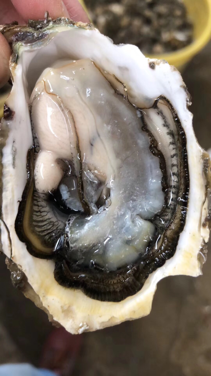 烧烤生蚝牡蛎产地直销零售➕批发