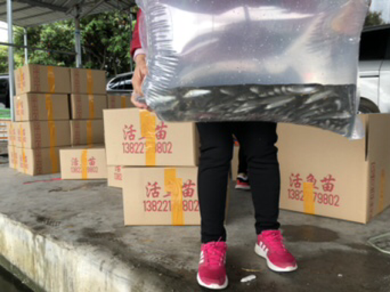 军鱼苗大量青竹鲩鱼苗待售