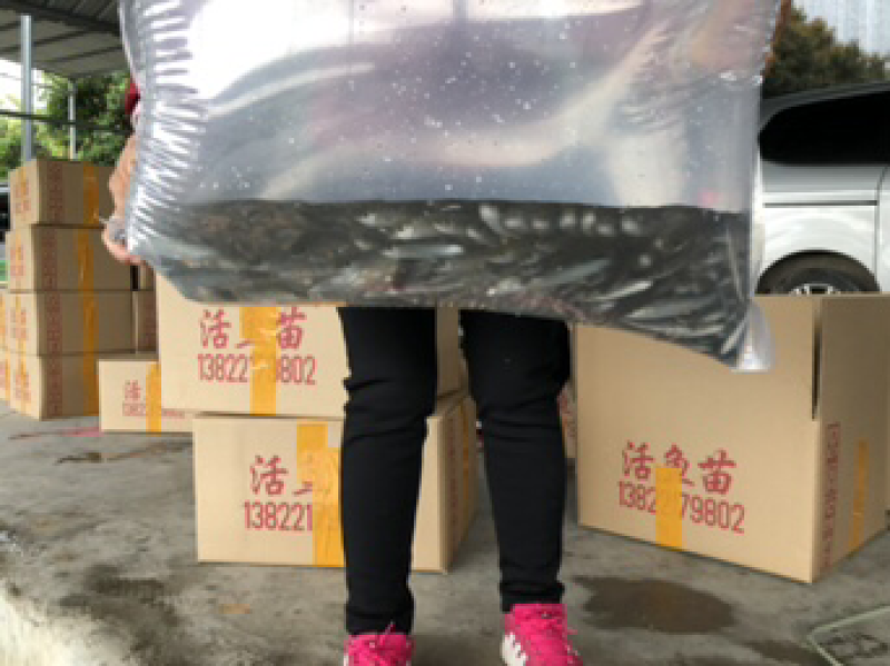 军鱼苗大量青竹鲩鱼苗待售