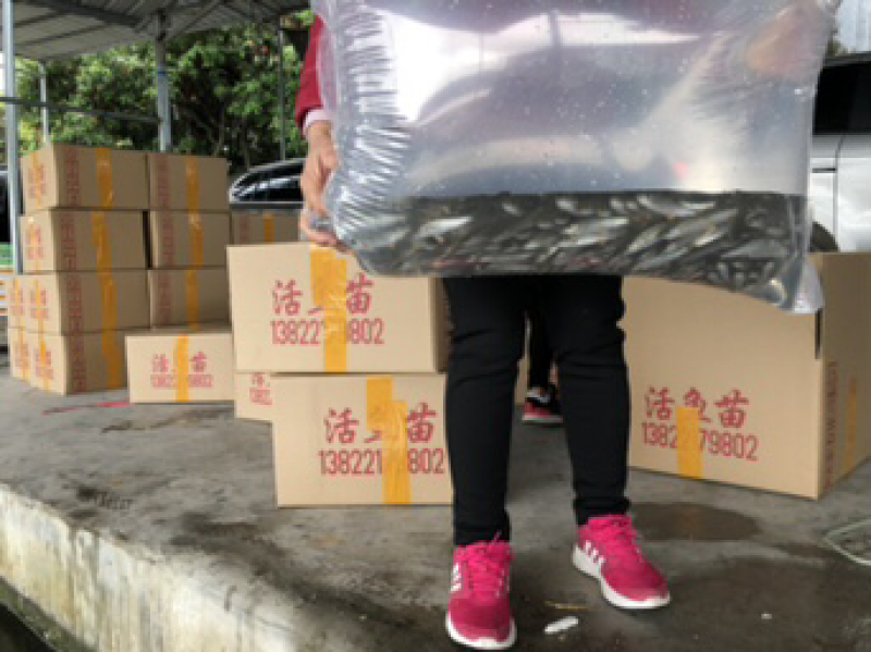 军鱼苗大量青竹鲩鱼苗待售