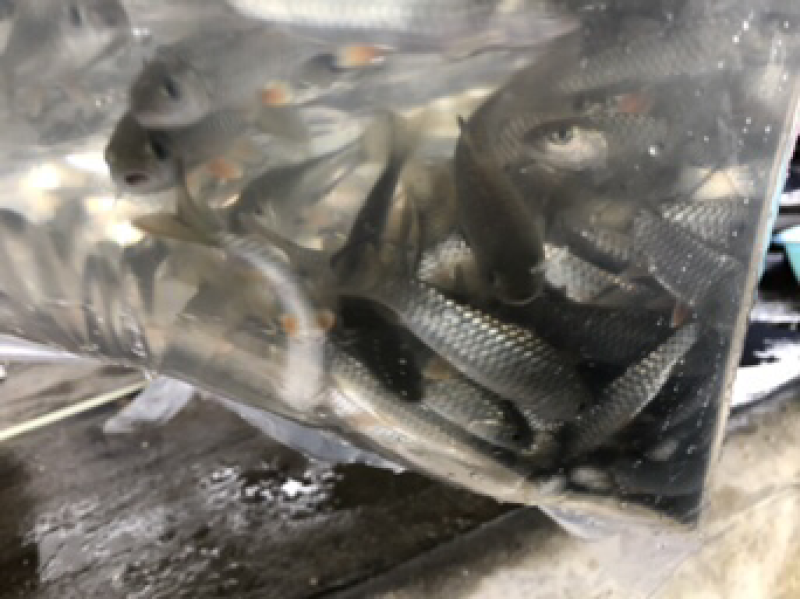 军鱼苗大量青竹鲩鱼苗待售
