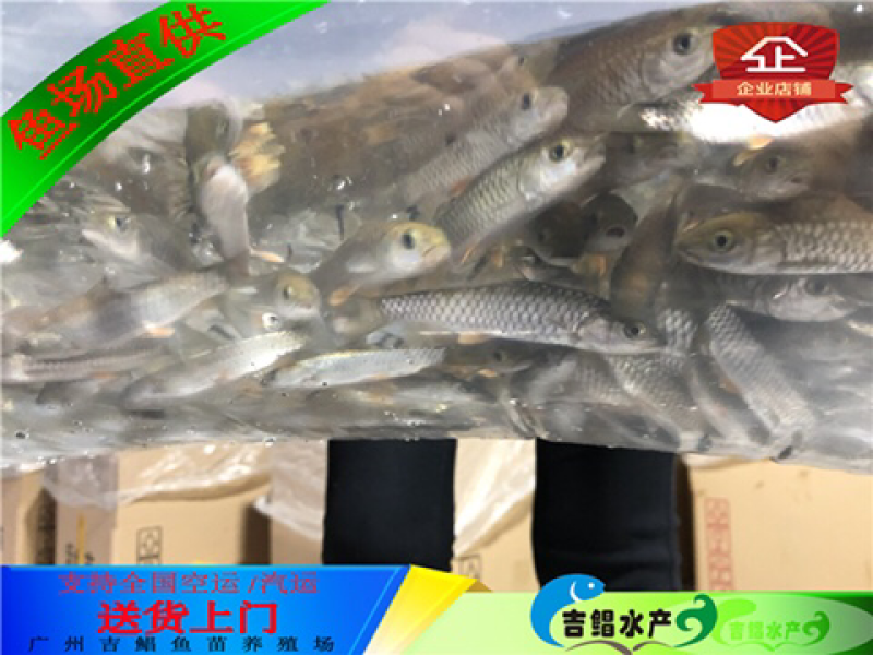 军鱼苗大量青竹鲩鱼苗待售