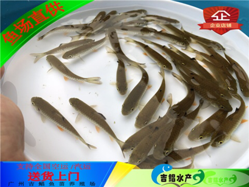 军鱼苗大量青竹鲩鱼苗待售