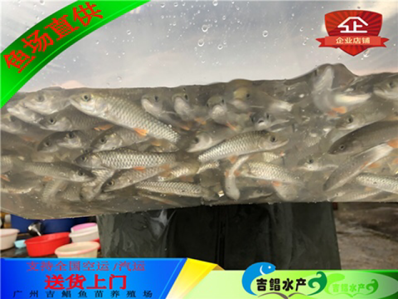 军鱼苗大量青竹鲩鱼苗待售