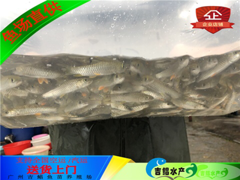 军鱼苗大量青竹鲩鱼苗待售