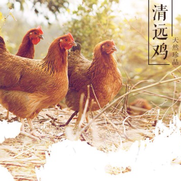 广东清远鸡三黄鸡农家散养土鸡扇鸡新鲜现杀