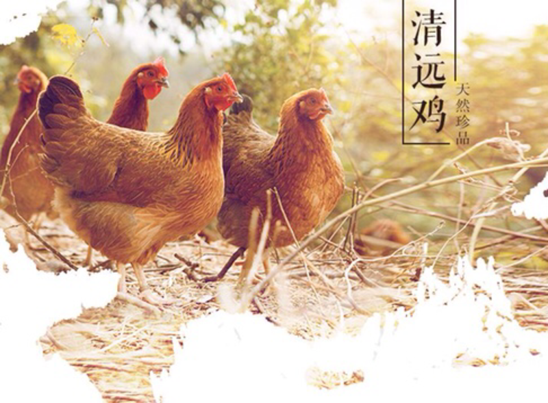 广东清远鸡三黄鸡农家散养土鸡扇鸡新鲜现杀