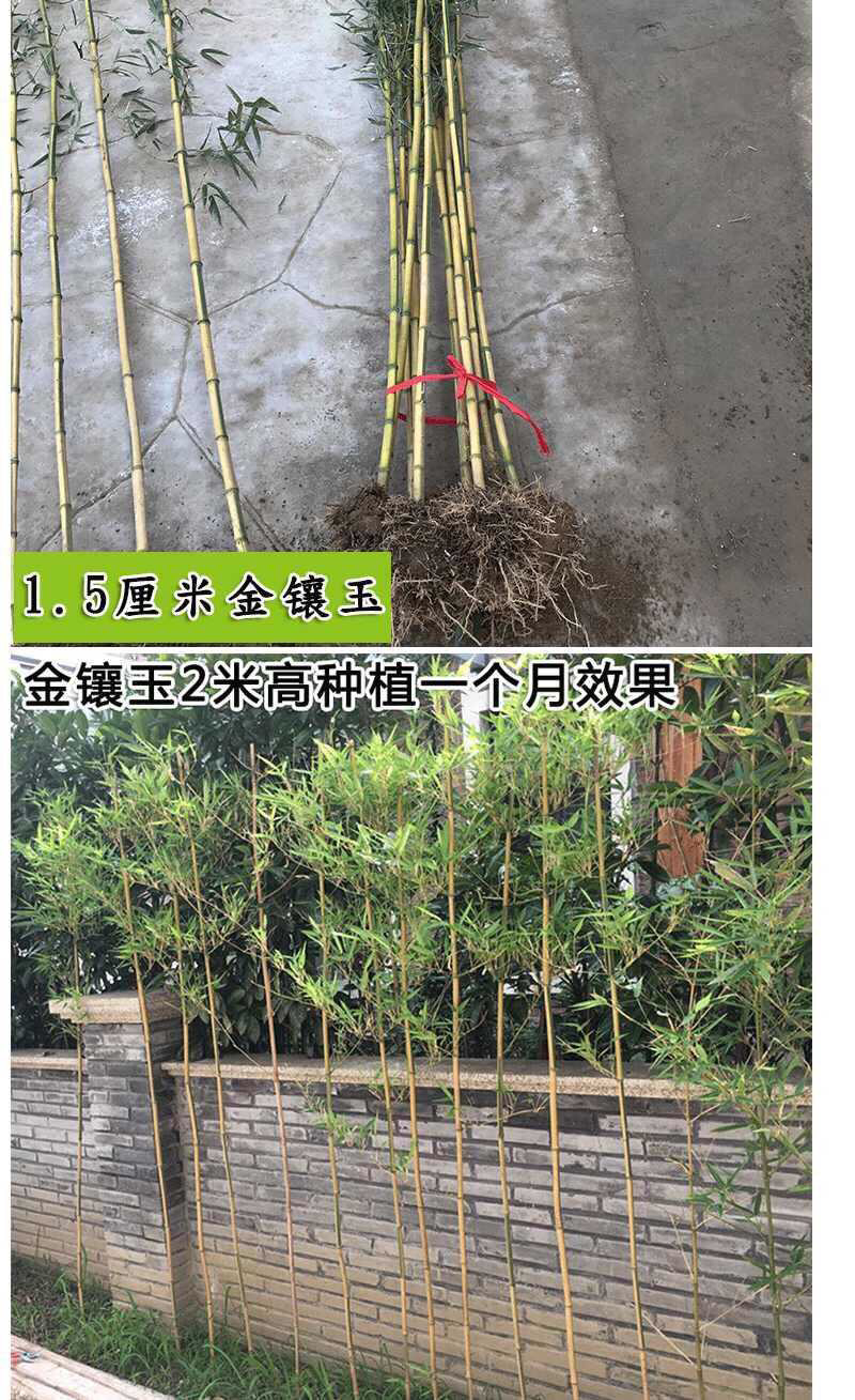 竹子苗庭院绿篱耐寒植物室内阳台盆栽紫竹苗四季常青