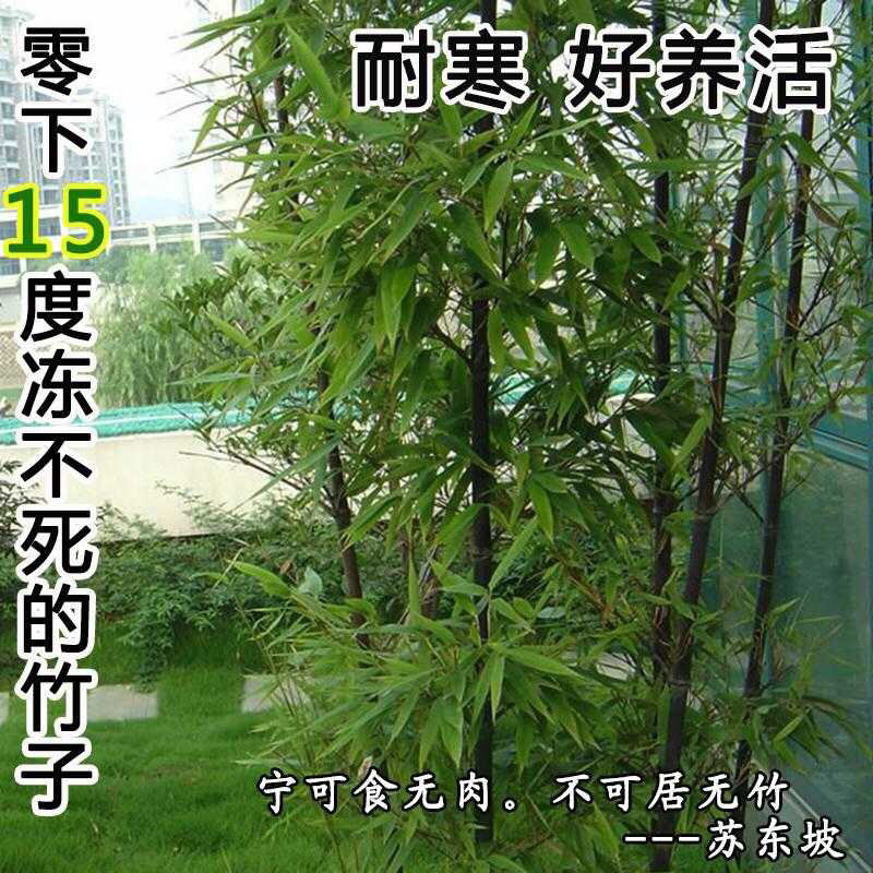 竹子苗庭院绿篱耐寒植物室内阳台盆栽紫竹苗四季常青