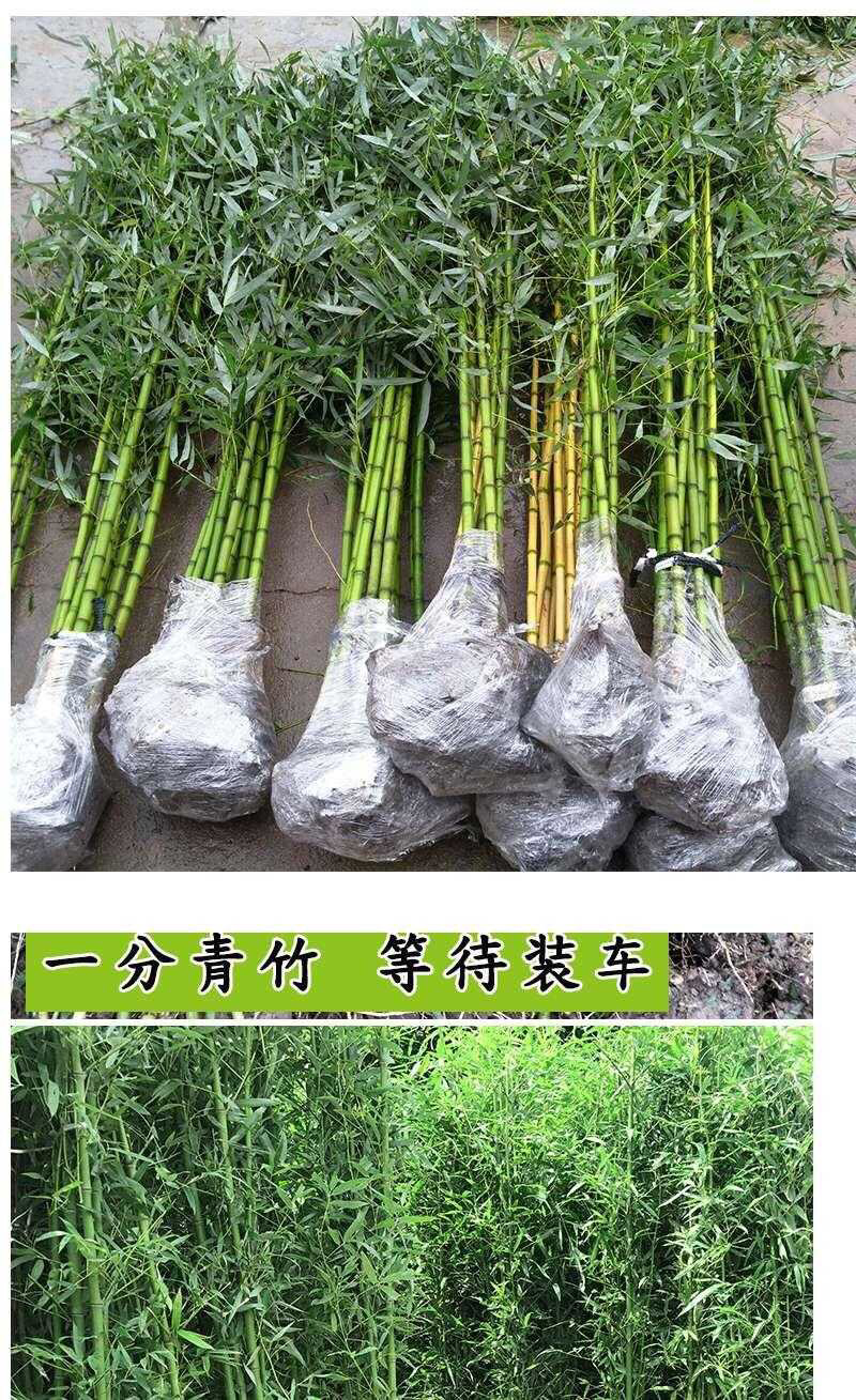 竹子苗庭院绿篱耐寒植物室内阳台盆栽紫竹苗四季常青