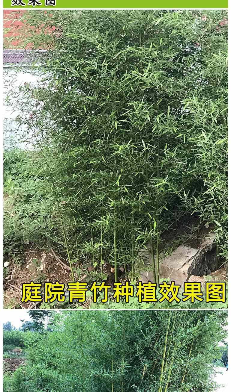 竹子苗庭院绿篱耐寒植物室内阳台盆栽紫竹苗四季常青