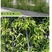 竹子苗庭院绿篱耐寒植物室内阳台盆栽紫竹苗四季常青
