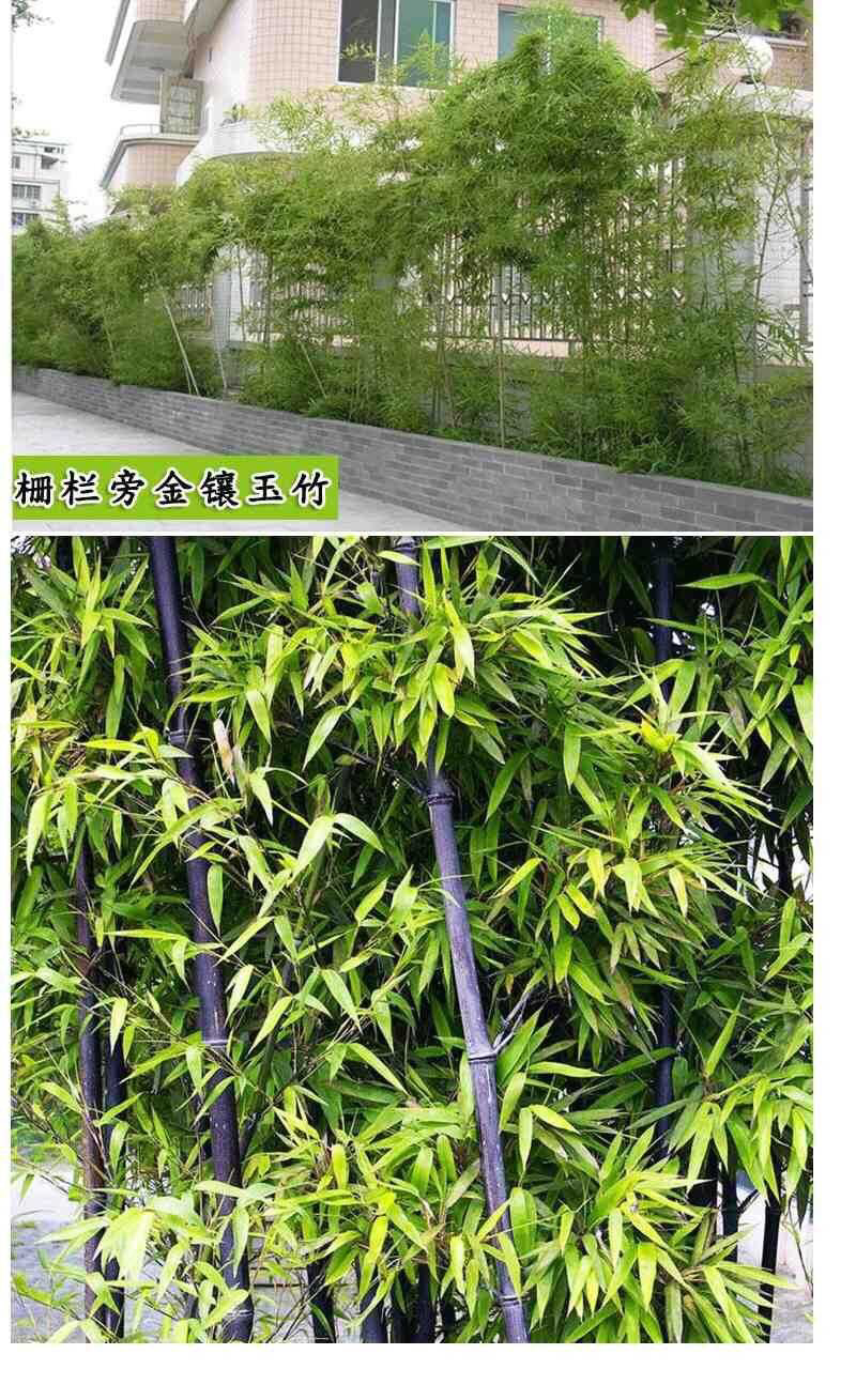 竹子苗庭院绿篱耐寒植物室内阳台盆栽紫竹苗四季常青