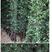 竹子苗庭院绿篱耐寒植物室内阳台盆栽紫竹苗四季常青