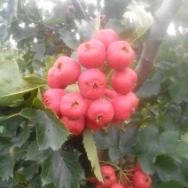 推荐热卖【大金星山楂】耐贮藏果个大/品种纯正/品质保证