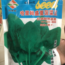 进口半圆叶菠菜优质种子