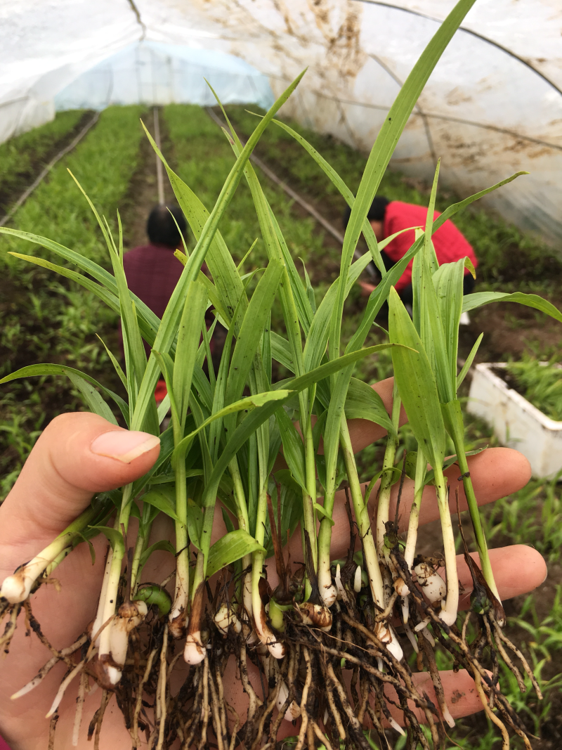 紫花三叉白芨种苗