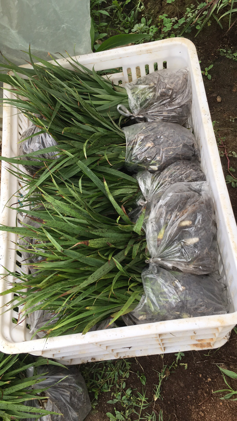 基地紫花三叉白芨苗子批发零售