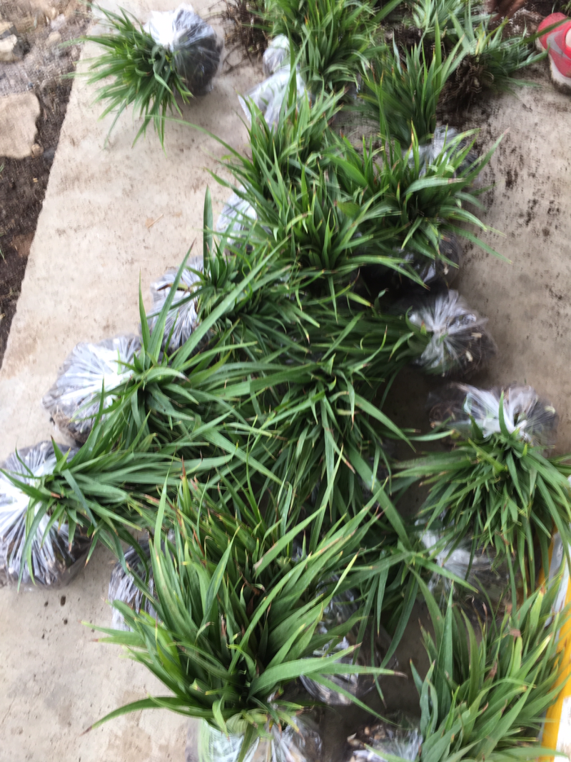 基地紫花三叉白芨苗子批发零售