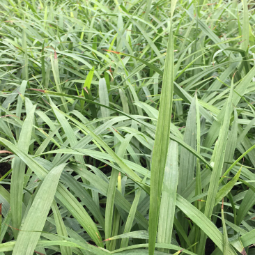 基地紫花三叉白芨苗子批发零售