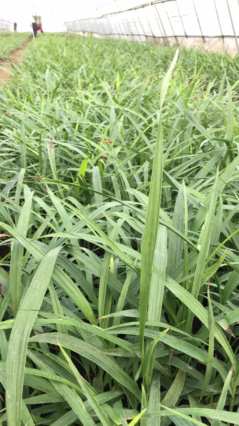 基地紫花三叉白芨苗子批发零售
