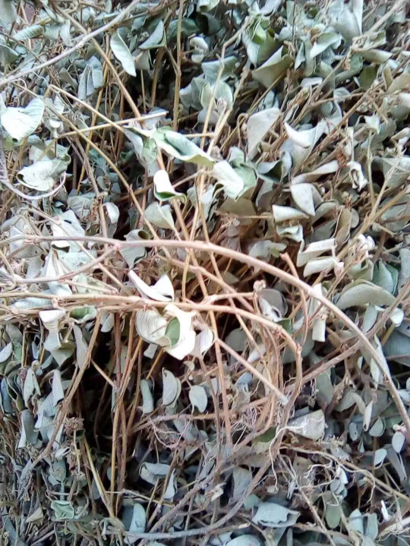金钱草