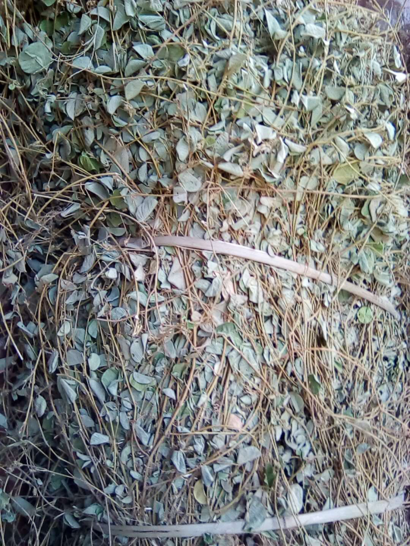 金钱草