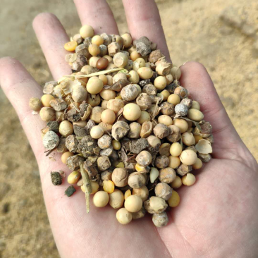 出售肥料大豆散装