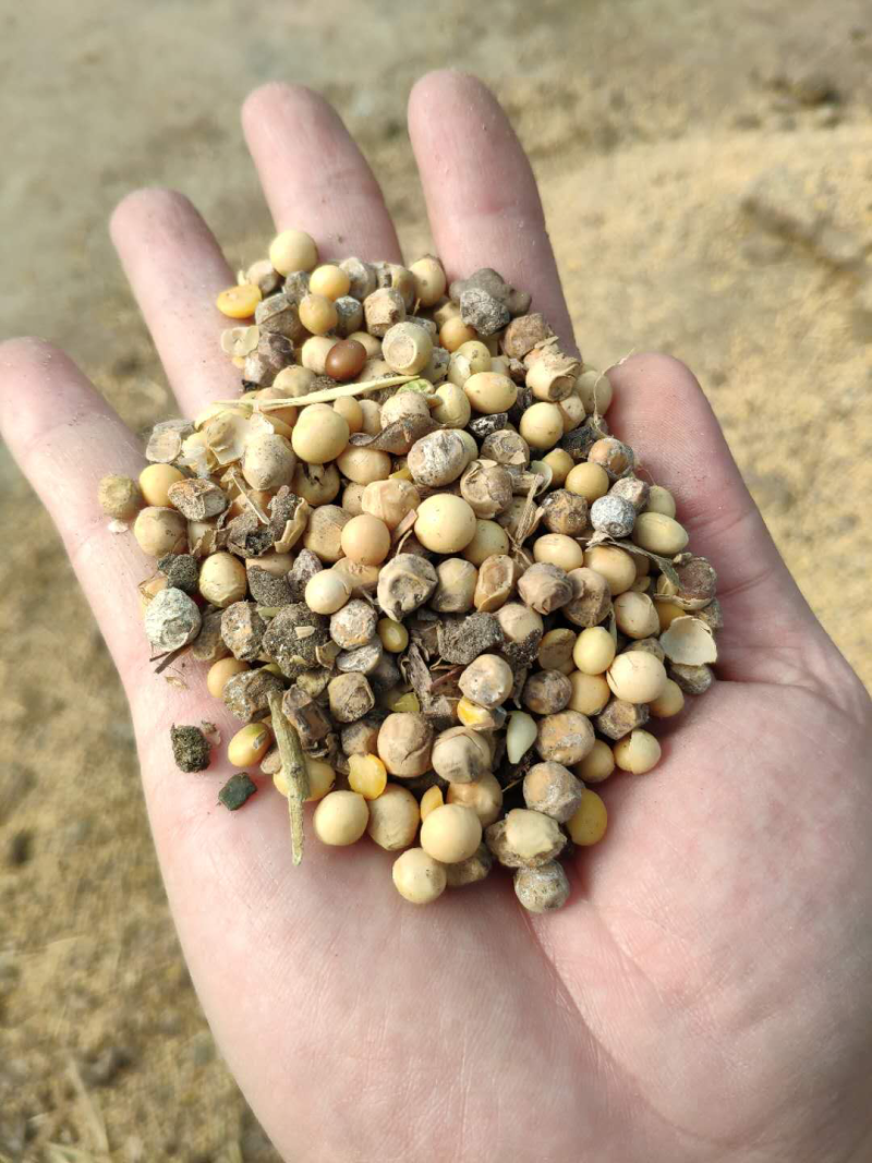 出售肥料大豆散装