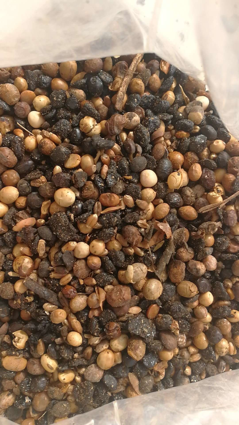 出售肥料大豆散装