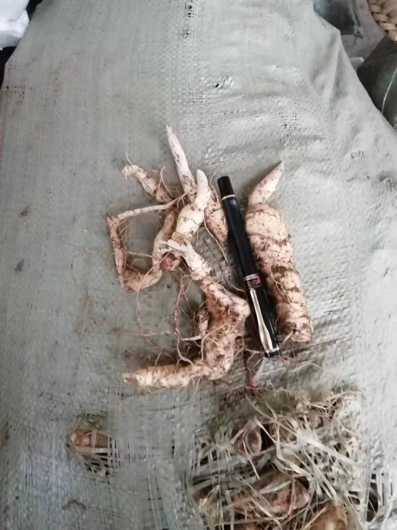 鸡头黄精块茎苗药典品种纯正高产大鸡头基地一手货源批发