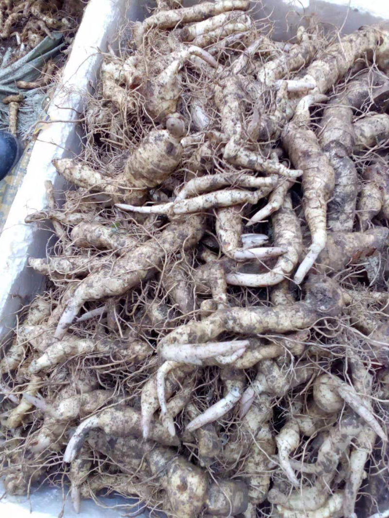 鸡头黄精块茎苗药典品种纯正高产大鸡头基地一手货源批发