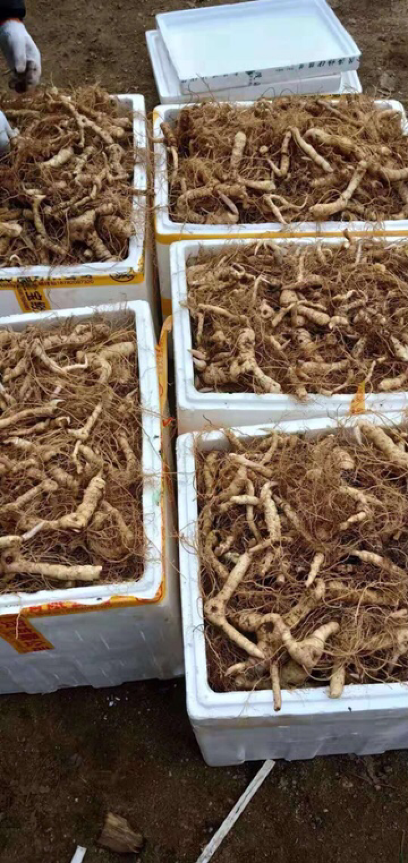 鸡头黄精块茎苗药典品种纯正高产大鸡头基地一手货源批发
